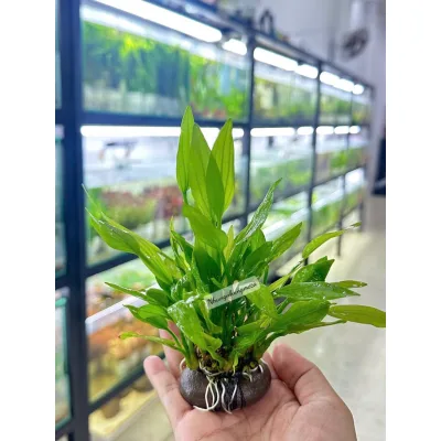 lan nước bám đá - cây thuỷ sinh trang trí bể thuỷ sinh