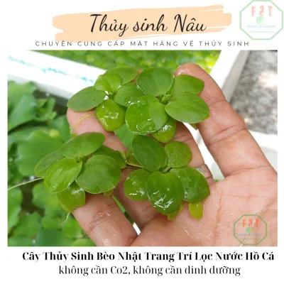 Cây Thủy Sinh Bèo Nhật Lọc Nước Hồ Cá thuysinhnau CTS05