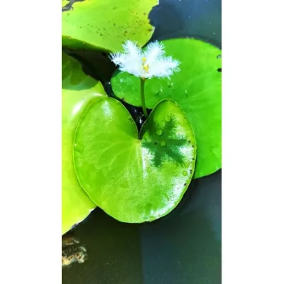 cây thủy nữ