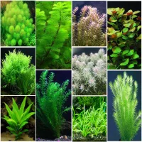 Cây thủy sinh cắt cắm dễ trồng không CO2 ( Full loại )