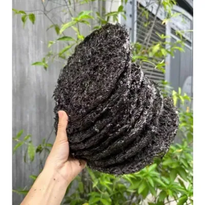 100gram (6-8 Bánh) Rong Biển Khô Nguyên Chất Sạch Cát (Nấu Canh, Sấy, Trộn Cơm...)