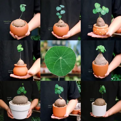 Củ bình vôi Thái - Stephania Erecta/ Củ đồng tiền, cây cảnh, trang trí nội thất