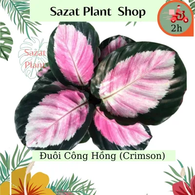Cây Đuôi Công Hồng (Calathea Roseopicta Crimson), Cây kiểng lá trang trí nội thất trồng trong nhà lọc không khí, Sazat Plant.