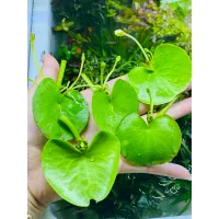 lá thuỷ nữ mini (1 lá)- sen 1 lá nở hoa 4 mùa size mini