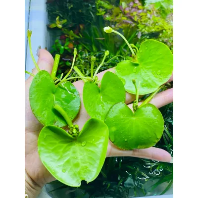 lá thuỷ nữ mini (1 lá)- sen 1 lá nở hoa 4 mùa size mini