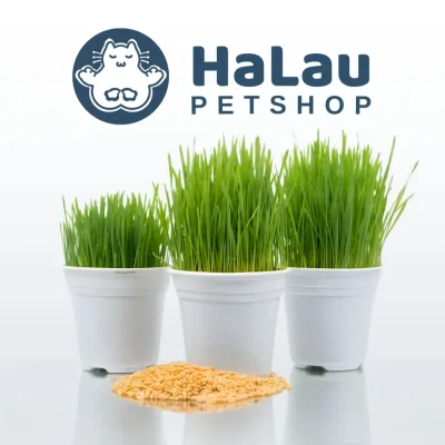 Cỏ mèo tươi, cỏ mèo, cỏ lúa mì, cỏ tươi 2-4 ngày cho mèo, hỗ trợ tiêu búi lông HALAU Petshop HL056