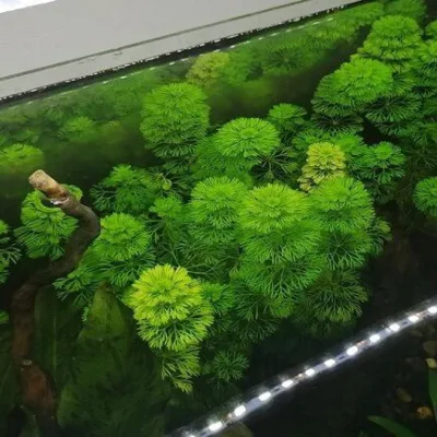 Cây thuỷ sinh Tiểu Bảo Tháp trang trí cắt cắm xuống nền chơi hồ ngoài trời và trong nhà,không cần CO2