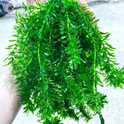 Rong đuôi chó trang trí thuỷ sinh, phù hợp cắm trồng xuống nền, không cần CO2, tốc độ bung nở nhanh