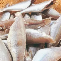 Cá đổng khô 500gr Khô cá đổng Nha Trang ,cá đổng dày thịt , hàng mới về mỗi ngày , chất lượng tuyệt vời , đảm bảo vệ sinh , được hút chân không rất kỹ khi giao cho khách hàng
