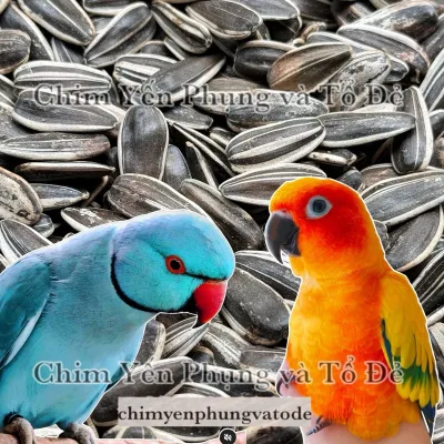 2kg hạt hướng dương lớn giàu dinh dưỡng cho Vẹt, Sóc, Hamster..