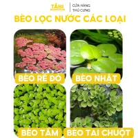 Bèo Tấm, Bèo Nhật, Bèo Rể Đỏ, Bèo Tai Chuột, Bèo Dâu Lọc Nước Hồ Cá, Bể Cá 7 Màu Tự Nhiên [BÈO]