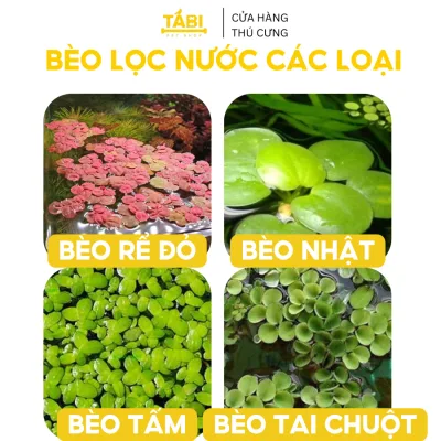Bèo Tấm, Bèo Nhật, Bèo Rể Đỏ, Bèo Tai Chuột, Bèo Dâu Lọc Nước Hồ Cá, Bể Cá 7 Màu Tự Nhiên [BÈO]