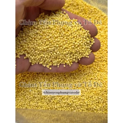 [1KG] hạt kê nếp vàng (đã bóc sạch vỏ) dùng làm bánh, nấu chè..