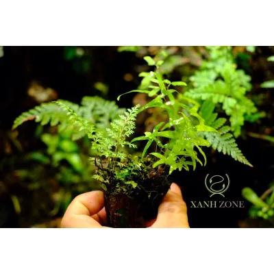 15 loại dương xỉ, nước ưa ẩm, thả ngập rễ hồ bá cạn, hồ cá, set up bình terrarium
