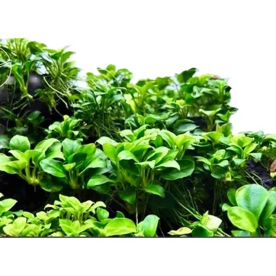 Anubius Nana Petite - Thuỷ Sinh Ráy Nana Petite Không Co2 - Cây Thuỷ Sinh