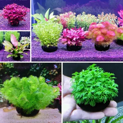 Cây thủy sinh đã cắm giá thể dinh dưỡng, thả bể chơi ngay không cần trồng