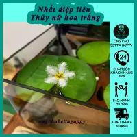 Cây thuỷ nữ - SEN 1 Lá Hoa Nở 4 MÙA thả bể cá cảnh, hòn non bộ trang trí thủy sinh - giá sỉ tại vườn
