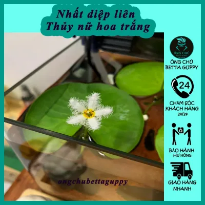 Cây thuỷ nữ - SEN 1 Lá Hoa Nở 4 MÙA thả bể cá cảnh, hòn non bộ trang trí thủy sinh - giá sỉ tại vườn