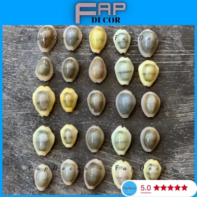 ỐC NGỌC TRAII PHONG THỦY DECOR TRANG TRÍ NHÀ CỬA, VỎ ỐC TRANG TRÍ THỦY SINH PHONG THỦY