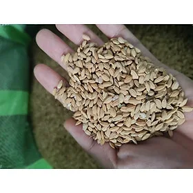 Hạt thóc (lúa Nhật) dùng làm thức ăn cho các dòng chim như bồ câu, cu gáy, chim sẻ