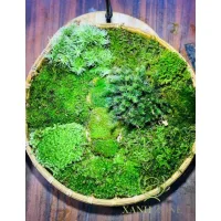 rêu trồng terrarium, rêu trải nền.