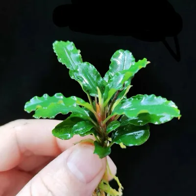 Bucephalandra Pygmaea 'Wavy Green' -KHÔNG CO2- Cây Thuỷ Sinh