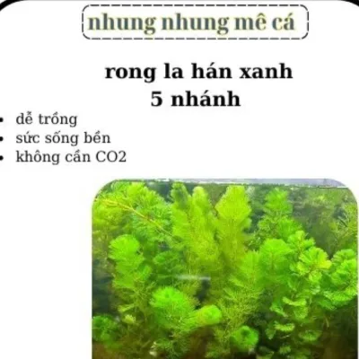 15 nhánh rong la hán xanh - cây thủy sinh trang trí bể thủy sinh