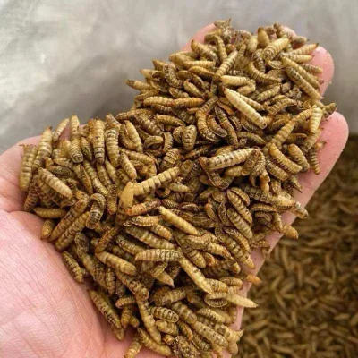 Sâu canxi sấy khô HÀNG LOẠI 1 thức ăn dành cho gà cá chim cảnh hamster 500g - 1kg