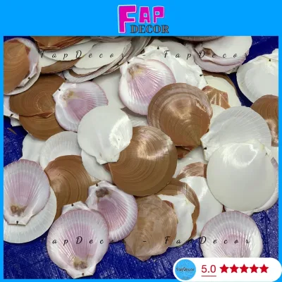 {DEAL 1K} Vỏ Sò Điệp xà cừ làm đồ handmade, trang trí phong cách vùng biển, cho bé học tạo hình