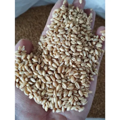 1kg Hạt Lúa Mì Vàng đã tách vỏ - lúa mì vàng giá sỉ lúa mạch, tiểu mạch thảo giàu vitamin và khoáng chất