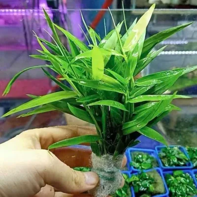 Cây tre nước - Cây thủy sinh dễ trồng không cần C02 dễ chăm sóc