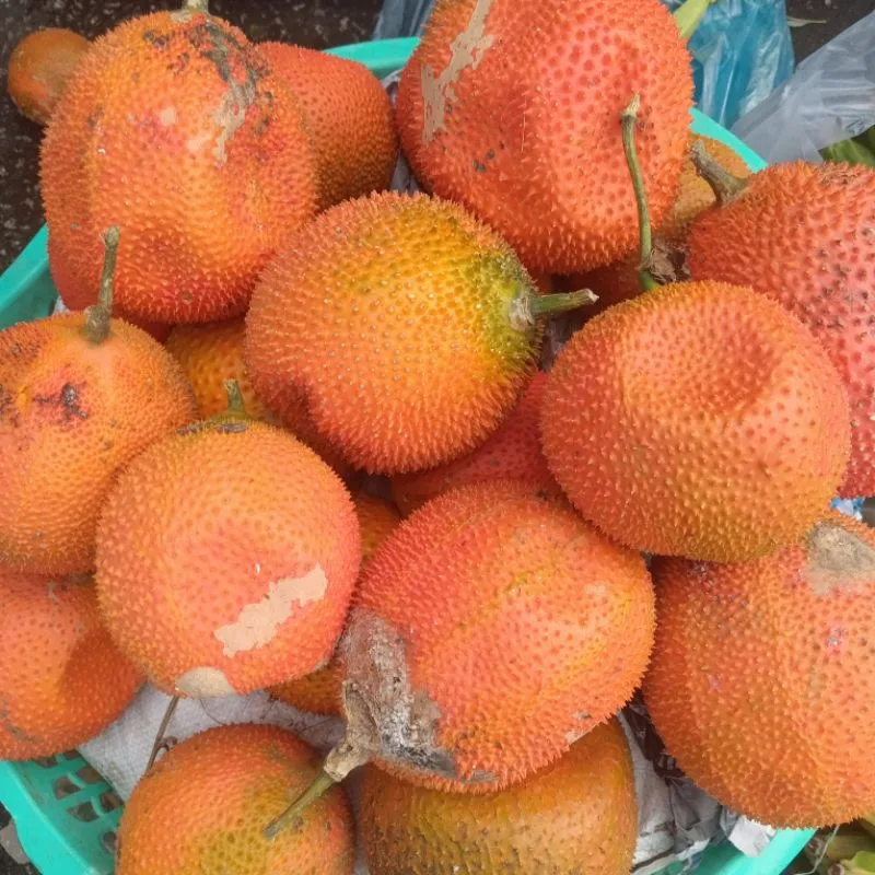 Trái Gấc Tươi 1kg gấc nếp  gấc đỏ Síp hỏa tốc 1h nhận hàng