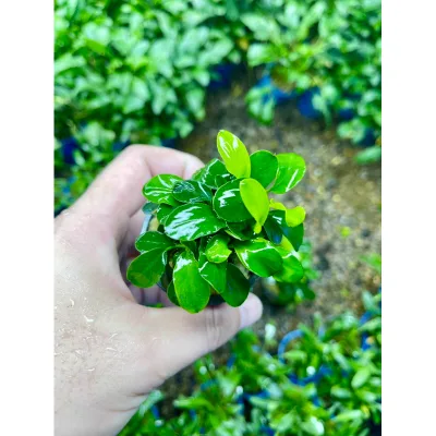 Ráy nana thường (cốc đen)