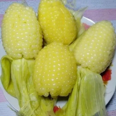4 kg Hạt giống bắp nù sữa dẻo ngọt chính hãng