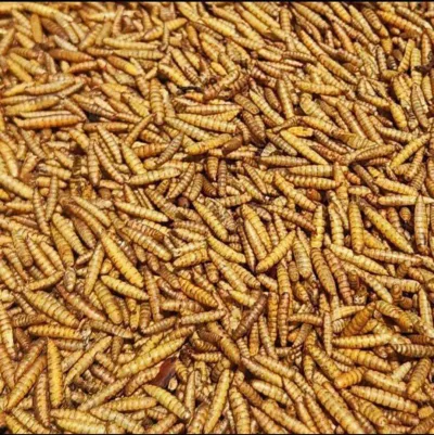 Sâu canxi sấy khô LOẠI 1, sâu sấy phồng thơm, thức ăn nuôi gà đá, chim, cá, nhím, chuột hamster