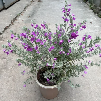 Cây tuyết sơn phi hồng , chiều cao 50cm bụi cây to khỏe sức sống cực tốt hoa quanh năm, thích hợp trang trí sân vườn