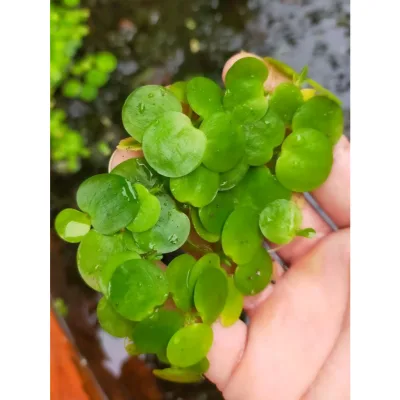 🌿 Bèo Nhật Thủy Sinh – Bèo Nổi Giảm Nhiệt, Lọc Nước, Hạn Chế Rêu Tảo Hồ Cá