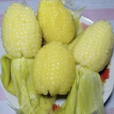 5 kg Hạt giống bắp nù sữa dẻo ngọt chính hãng