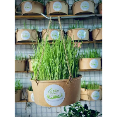 Cỏ mèo Organic - Thức ăn cho chó mèo - Thức ăn Thú Cưng - Raw Food - Pet Food