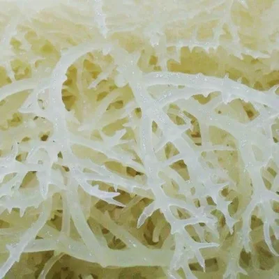wholesale combo of 5kg dried white meniscus seaweed (seaweed, meniscus) with mixed salad needle making, cool water cook food snack