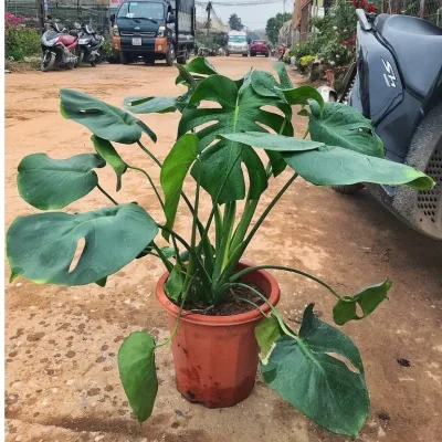 Cây trầu bà - trầu bà nam mỹ chiều cao 45cm lá xanh bóng, phù hợp trang trí nội thất _ chuẩn giống